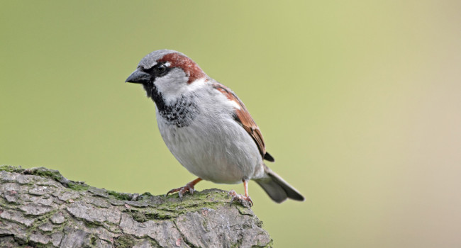 House Sparrow. John Harding / BTO