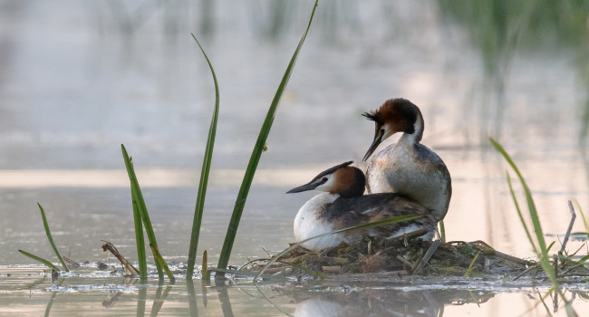 Great Crested Grebes on nest, Sarah Kelman