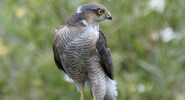 Sparrowhawk by Richard Winston