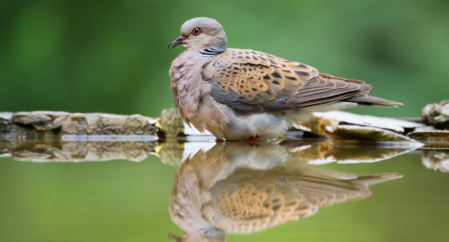 Turtle Dove - mzphoto11 / stock.adobe.com