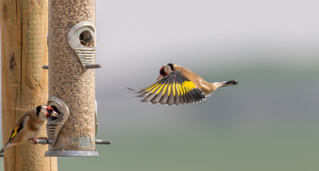 Goldfinch on feeder - Steven Whitcher / stock.adobe.com