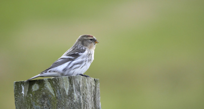 arctic_redpoll.jpg