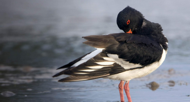 Oystercatcher. John Harding