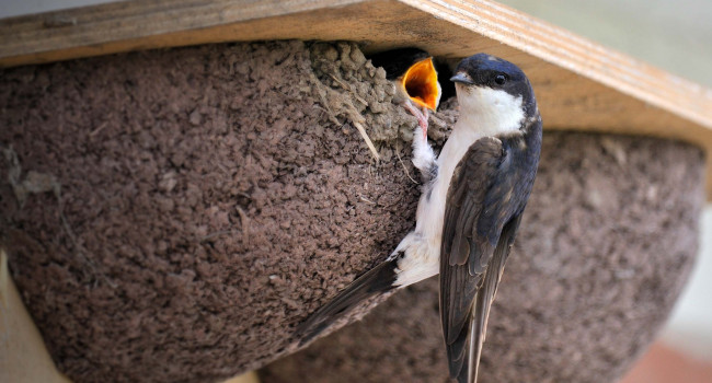 House Martin. Doug Welch