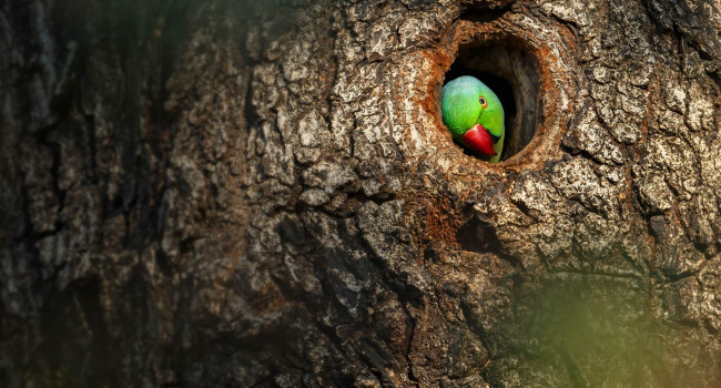 Ring-necked Parakeet. Gaurav Mittal