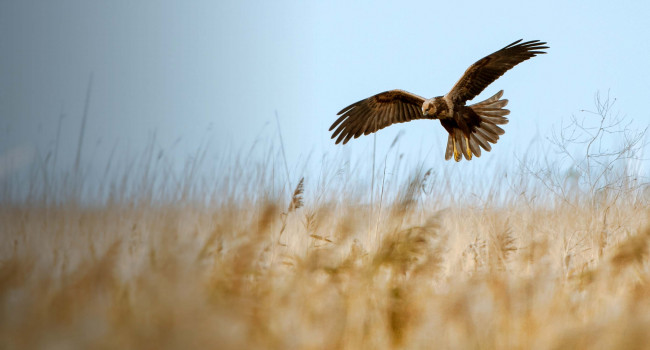 Marsh Harrier. Sarah Kelman