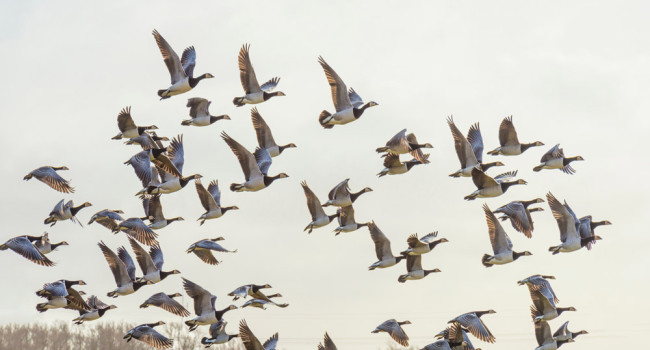 Barnacle Geese. Naj / stock.adobe.com