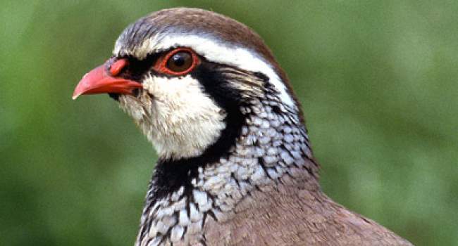 Red-legged Partridge. Photograph by Jill Pakenham