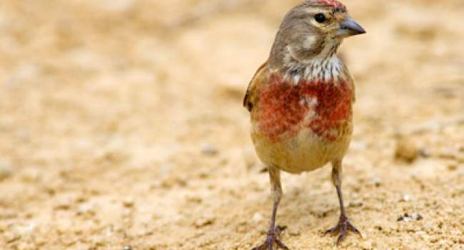 Linnet. Photograph by Edmund Fellowes