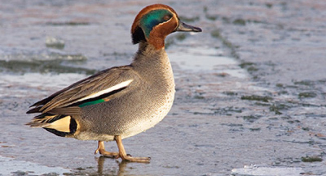 Teal. Photograph by Edmund Fellowes