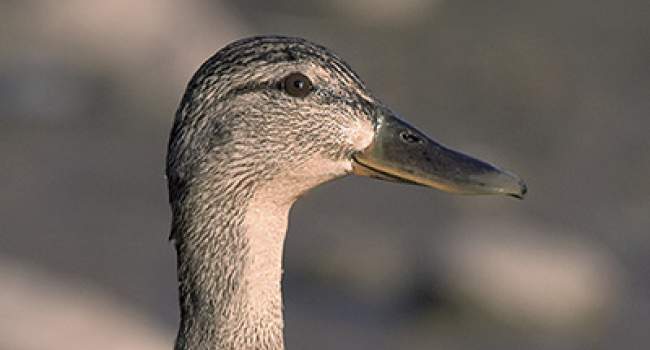 Mallard. Photograph by John Harding