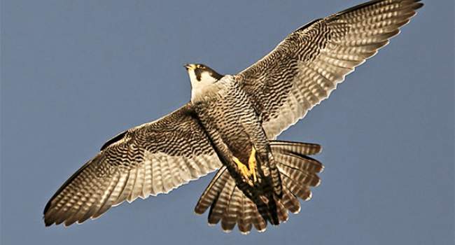 Peregrine. Photograph by Dennis Atherton