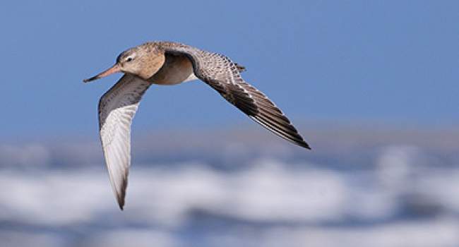 Bar-tailed Godwit. Photograph by Tom Wallis