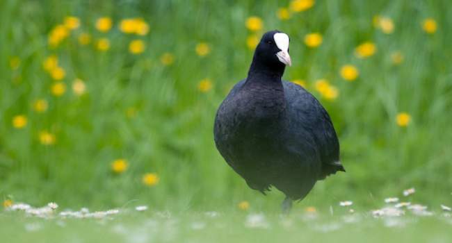 Coot. Photograph by Sarah Kelman