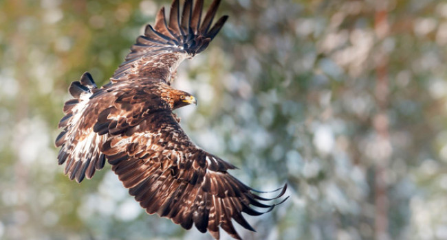 Golden Eagle. Photograph by Sarah Kelman