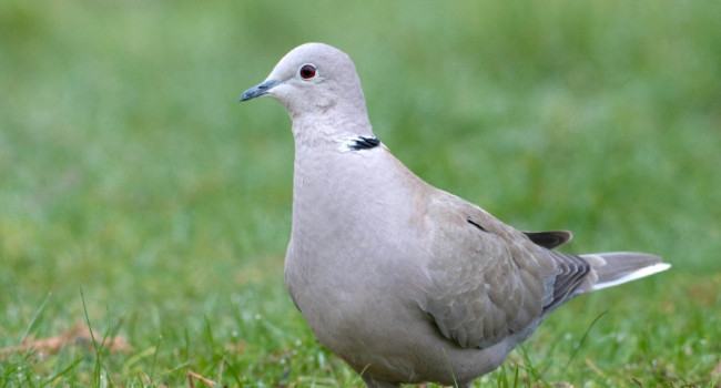 Collared Dove by John Harding