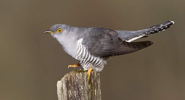 Cuckoo. Photograph by Edmund Fellowes