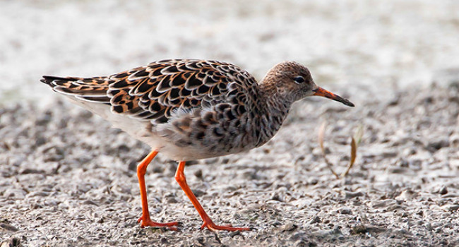 Ruff. Photograph by Ed Drewitt