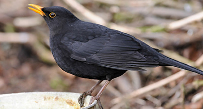 Blackbird. Photograph by Tommy Holden