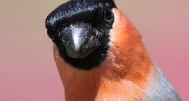 Bullfinch by Edwyn Anderton