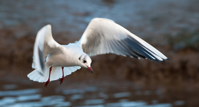 Black-headed Gull. Sarah Kelman / BTO