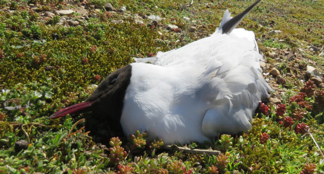 Black-headed Gull, Dawn Balmer / BTO