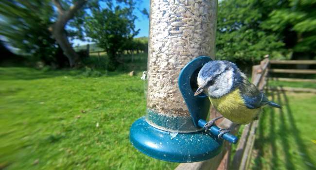 Blue Tit. Peter@ stock.adobe.com