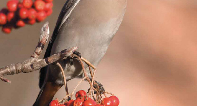 Bird Table current issue cover