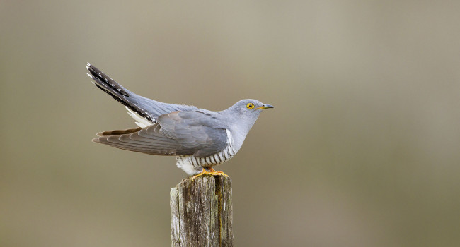 bto-2019-b11-edmund-fellowes-1908_2_web.jpg