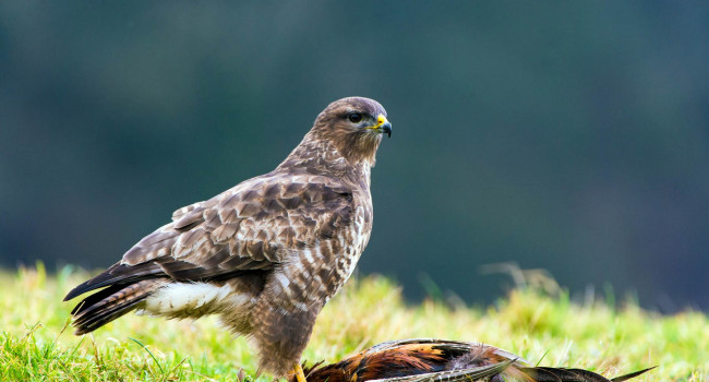 Buzzard. Dave M Hunt (adobe stock)