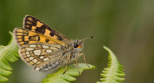 Chequered Skipper butterfly. 