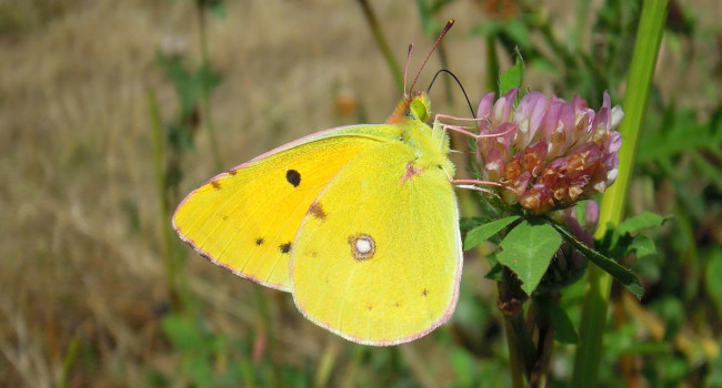 Clouded Yellow. Scott Mayson