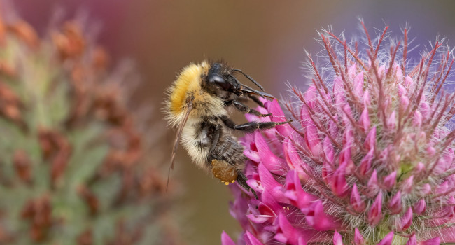 Common Carder Bee. Edmund Fellowes / BTO