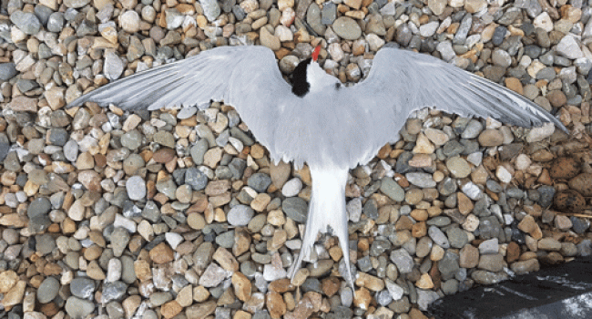 Common Tern. Peter Coffey