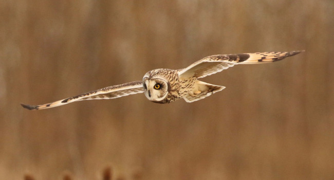 Short-eared Owl. Frank Gardner