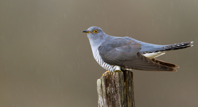 Cuckoo. Edmund Fellowes / BTO