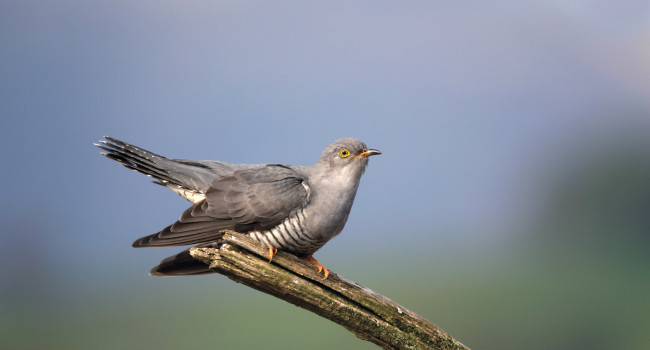 Cuckoo. Edmund Fellowes / BTO