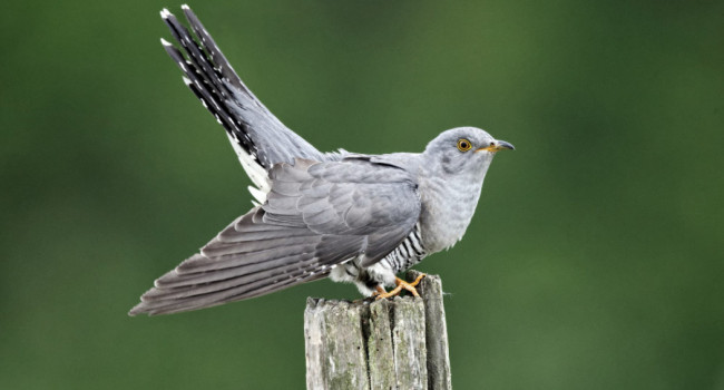 Cuckoo on a post, by Mike Lane / BTO