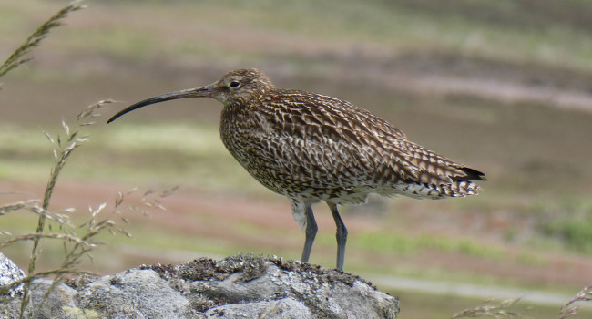 Curlew. Annie Shadrake