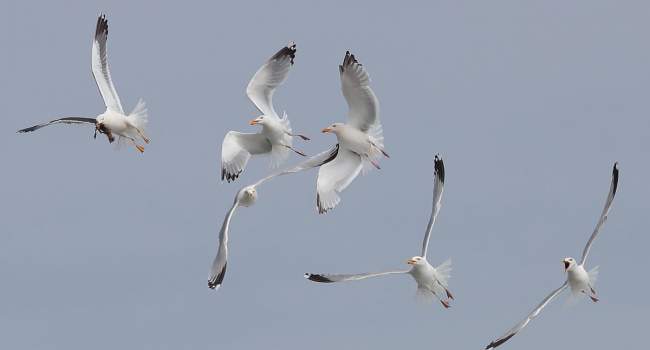 Gulls, photograph by David Williams.jpg