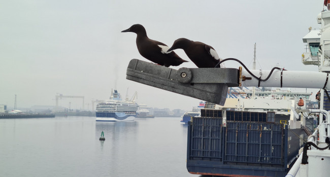 Black guillemot by Katherine Booth-Jones / BTO