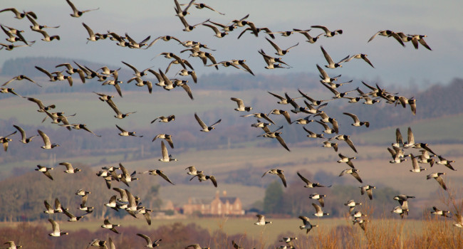 Barnacle Geese by Edmund Fellowes