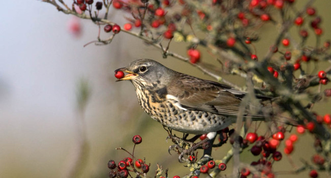 Fieldfare. Liz Cutting