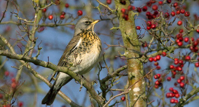 Fieldfare. Liz Cutting / BTO