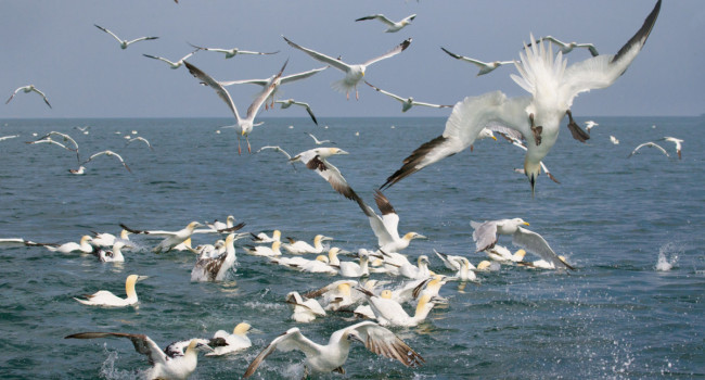 Gannets and Herring Gulls foraging at sea. 