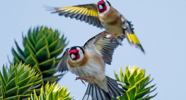 Goldfinches. Philip Croft / BTO