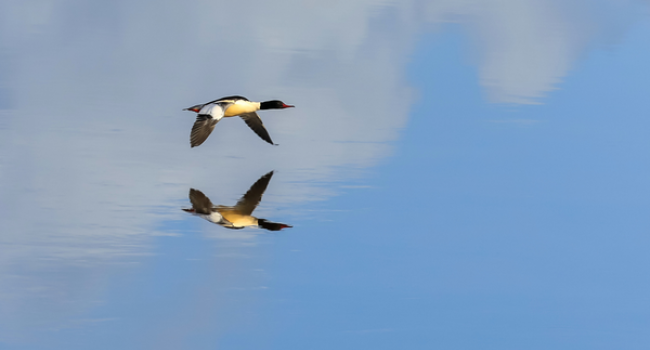 Goosander. Canva