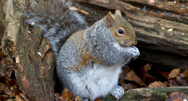 Grey Squirrel. John Harding / BTO