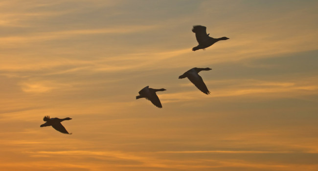 Greylag Geese at Sunset. Solar 760