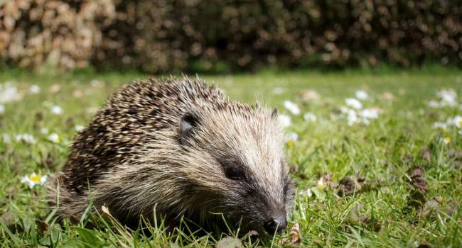 Hedgehog by Sarah Kelman